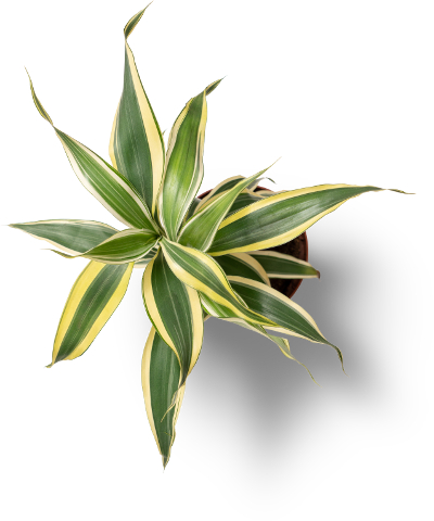 Eine Topfpflanze mit gelb-grünen Blättern